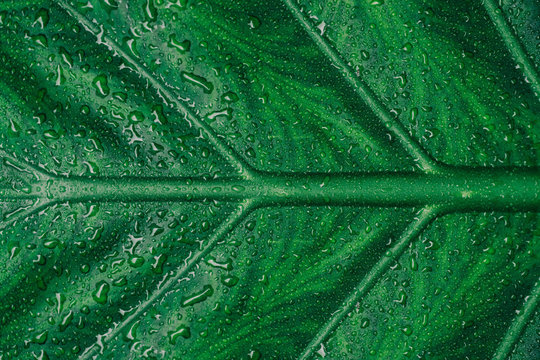 Closeup of green leaves texture background. Green leaves with beautiful.