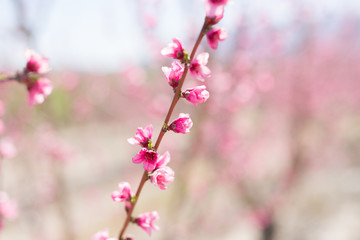 Beautiful pink peach flowers petals and trees blooming on a spring sunny day