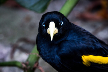 bird