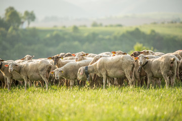 Obraz premium Sheep on the pasture. Sheep on grazing, walking on a mountain meadow. Beautiful sunny mountain country.