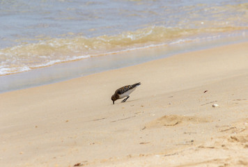 Sandpiper in a beach of Algarve (Portugal)