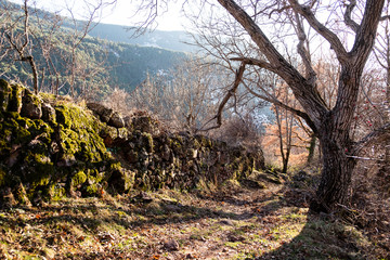 Trail in the forest