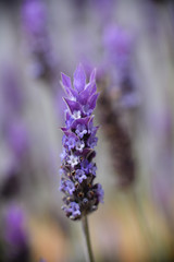 Violet lavender field in Almeria, Spain. Close up lavender flowers - 259172543
