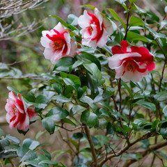 Beautiful colourful red and white roses in the garden, close up.