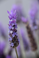 Violet lavender field in Almeria, Spain. Close up lavender flowers - 259172743