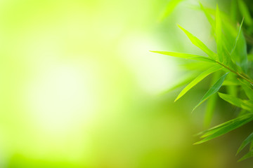 Close up view of green leaf on blurred background, Bamboo leaves.