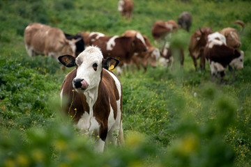 Cattle in the meadow