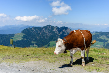 Fototapeta na wymiar stehende Kuh in den Tiroler Alpen