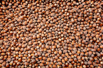a lot of hazelnuts