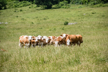 Fototapeta na wymiar aufmerksame Kühe in einer Reihe inmitten einer Wiese