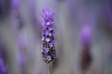 Violet lavender field in Almeria, Spain. Close up lavender flowers - 259173395