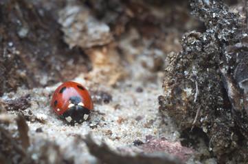 Spring awakening of insects after snow winter. Macro world landscapes. Ladybug in the wild nature close-up