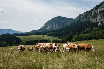 Fototapeta na wymiar aufmerksame Rinder auf Weide vor Felswand