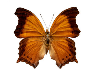 Rhinopalpa Polynice on white background