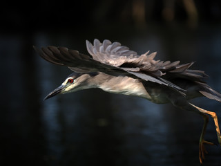 black-crowned night heron flies close up