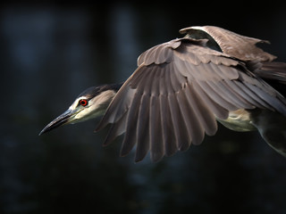 black-crowned night heron flies close up