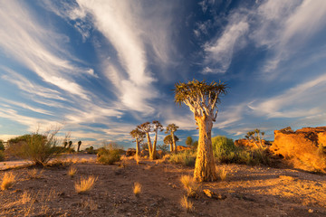 Landscape of a Quiver Trees with blue sky and thin clouds in dry desert - obrazy, fototapety, plakaty
