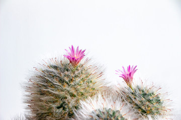 Cactus with purple flowers on a white background. Place for text on top.