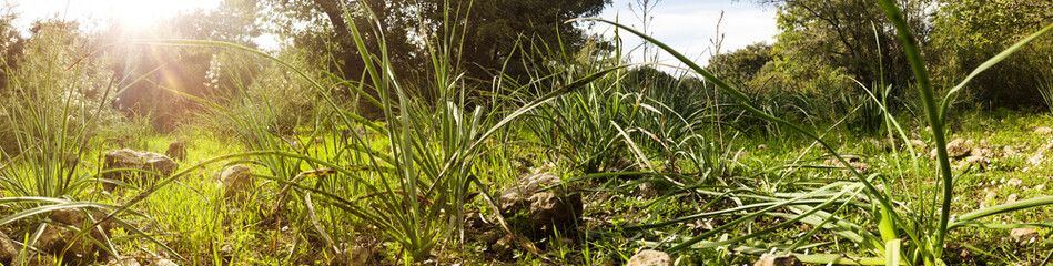 Panoramic springtime forest and meadow with the early sun shining through the branches
