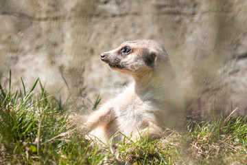 suricate