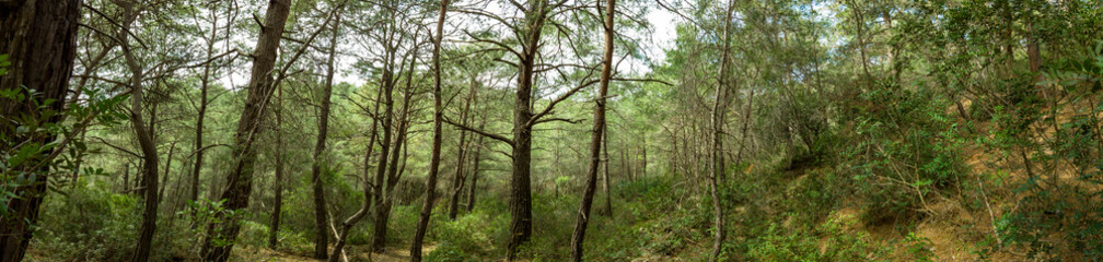 Dense pine forest on a mountainside in Fethiye, Turkey