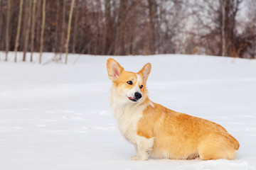 Adult red welsh corgi pembroke walk outdoor, run, having fun in white snow park, winter forest. Concept purebred dog, champions for sale, lost cur, castration, sterilization