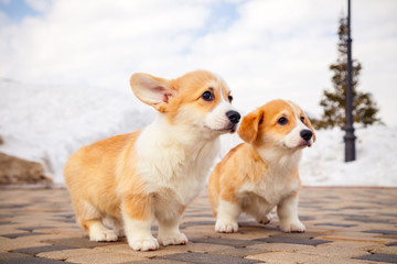Cute red welsh corgi pembroke puppies on the grass, walk outdoor, having fun in white snow park, winter forest, run through the snow. Concept purebred dogs, champions, exhibitors, for sale, curs, lost