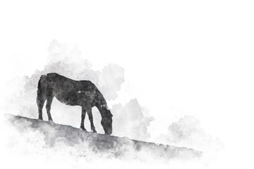 Watercolor illustration. Silhouette of a grazing horse © ParamePrizma