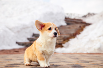 Puppy of funny red welsh corgi pembroke walk outdoor, run, having fun in white snow park, winter forest. Concept purebred dogs, champions for sale, lost cur, castration, sterilization