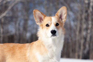 Adult red welsh corgi pembroke walk outdoor, run, having fun in white snow park, winter forest. Concept purebred dog, champions for sale, lost cur, castration, sterilization