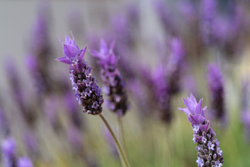 Violet lavender field in Almeria, Spain. Close up lavender flowers - 259175311