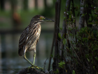 the young black-crowned night heron seeks prey