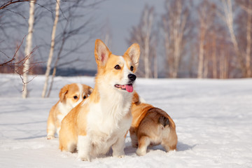 Many cute red breed welsh corgi pembroke puppy family walk outdoor, run, having fun in white snow park, winter forest. Concept purebred dog, champions for sale, lost cur, castration, sterilization