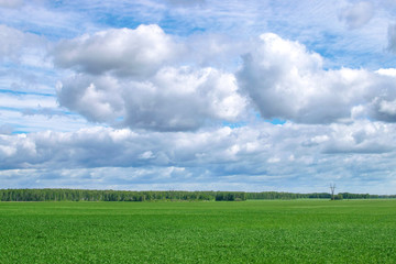 Green field of grass with big clouds on blue sky