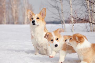 Many cute red breed welsh corgi pembroke puppy family walk outdoor, run, having fun in white snow park, winter forest. Concept purebred dog, champions for sale, lost cur, castration, sterilization