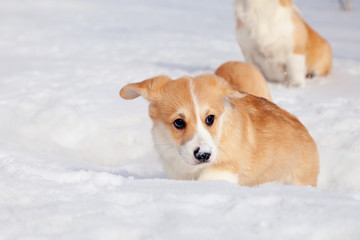 Many cute red breed welsh corgi pembroke puppy family walk outdoor, run, having fun in white snow park, winter forest. Concept purebred dog, champions for sale, lost cur, castration, sterilization