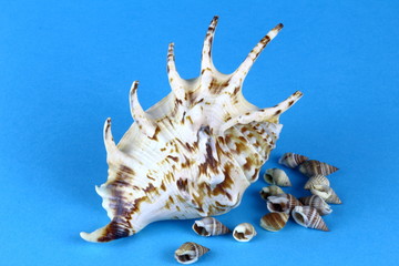 Obraz premium Sea shell on a blue background.