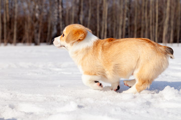 Puppy of funny red welsh corgi pembroke walk outdoor, run, having fun in white snow park, winter forest. Concept purebred dog, champions for sale, lost cur, castration, sterilization