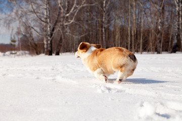 Puppy of funny red welsh corgi pembroke walk outdoor, run, having fun in white snow park, winter forest. Concept purebred dog, champions for sale, lost cur, castration, sterilization