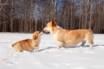 Family of red many breed welsh corgi pembroke puppy walk outdoor, run, having fun in white snow park, winter forest. Concept purebred dogs, champions for sale, lost cur, castration, sterilization