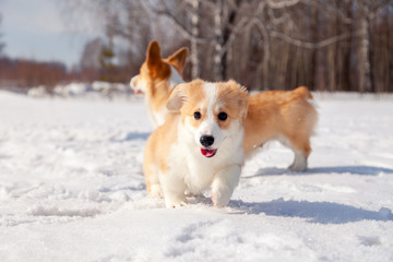 Family of red many breed welsh corgi pembroke puppy walk outdoor, run, having fun in white snow park, winter forest. Concept purebred dogs, champions for sale, lost cur, castration, sterilization