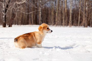 Puppy of funny red welsh corgi pembroke walk outdoor, run, having fun in white snow park, winter forest. Concept purebred dog, champions for sale, lost cur, castration, sterilization