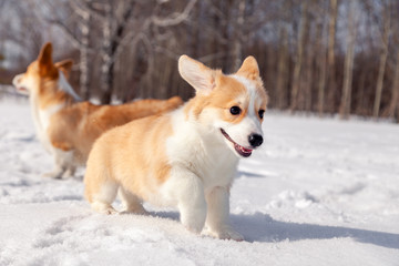 Family of red many breed welsh corgi pembroke puppy walk outdoor, run, having fun in white snow park, winter forest. Concept purebred dogs, champions for sale, lost cur, castration, sterilization
