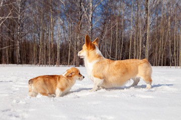 Family of red many breed welsh corgi pembroke puppy walk outdoor, run, having fun in white snow park, winter forest. Concept purebred dogs, champions for sale, lost cur, castration, sterilization