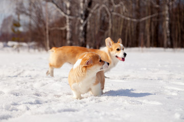 Puppy of funny red welsh corgi pembroke walk outdoor, run, having fun in white snow park, winter forest. Concept purebred dog, champions for sale, lost cur, castration, sterilization