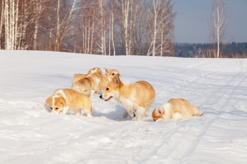 Family of red many breed welsh corgi pembroke puppy walk outdoor, run, having fun in white snow park, winter forest. Concept purebred dogs, champions for sale, lost cur, castration, sterilization