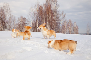 Naklejka premium Family of red many breed welsh corgi pembroke puppy walk outdoor, run, having fun in white snow park, winter forest. Concept purebred dogs, champions for sale, lost cur, castration, sterilization