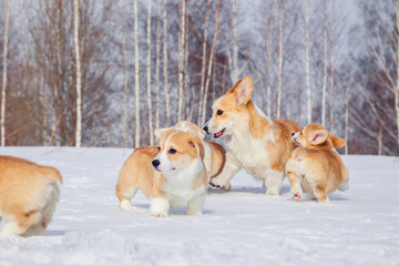 Family of red many breed welsh corgi pembroke puppy walk outdoor, run, having fun in white snow park, winter forest. Concept purebred dogs, champions for sale, lost cur, castration, sterilization