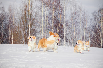 Family of red many breed welsh corgi pembroke puppy walk outdoor, run, having fun in white snow park, winter forest. Concept purebred dogs, champions for sale, lost cur, castration, sterilization