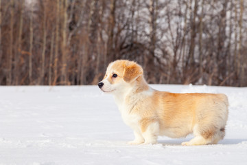 Cute red puppy welsh corgi pembroke walk outdoor, run, having fun in white snow park, winter forest. Concept purebred dog, champions for sale, lost cur, castration, sterilization